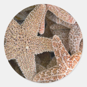 Starfish all around classic round sticker