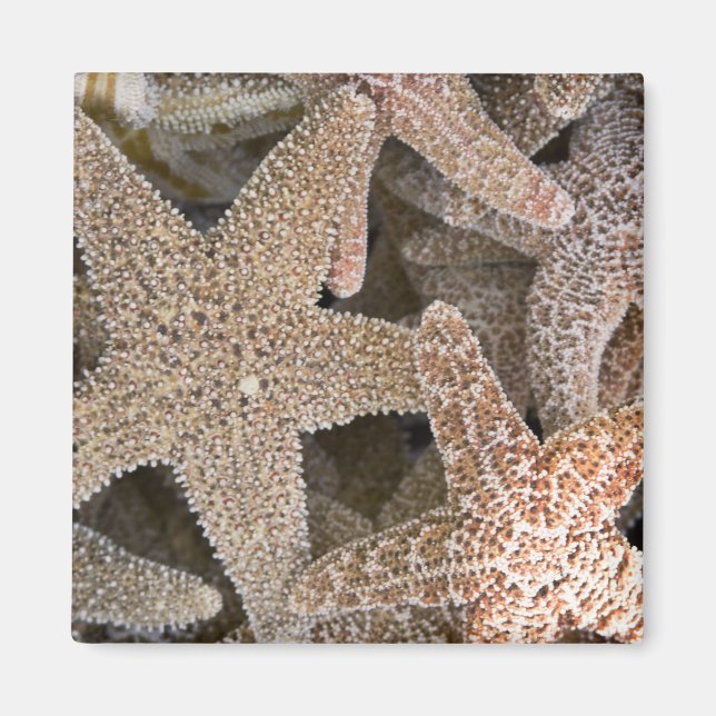 Starfish all around magnet (Front)