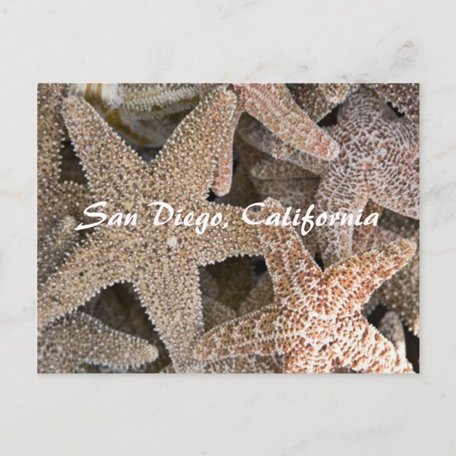 Starfish all around , San Diego , California Postcard (Front)