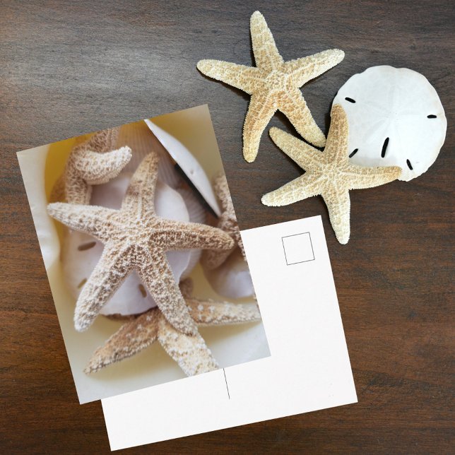 Starfish and Sand Dollars Seashell Photographic Postcard (Creator Uploaded)