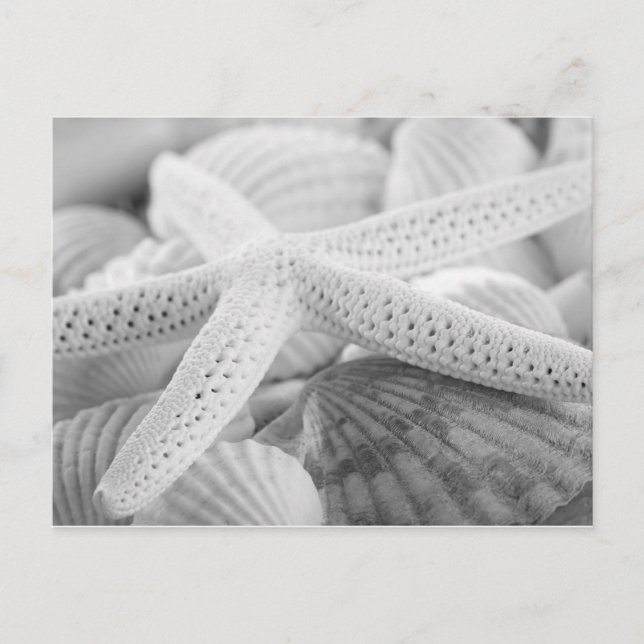 STARFISH AND SEASHELLS BLACK AND WHITE POSTCARD (Front)