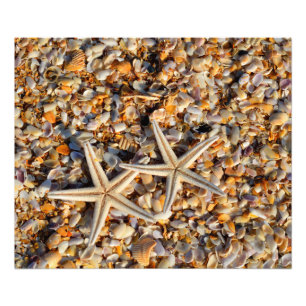 Starfish and Seashells photo print