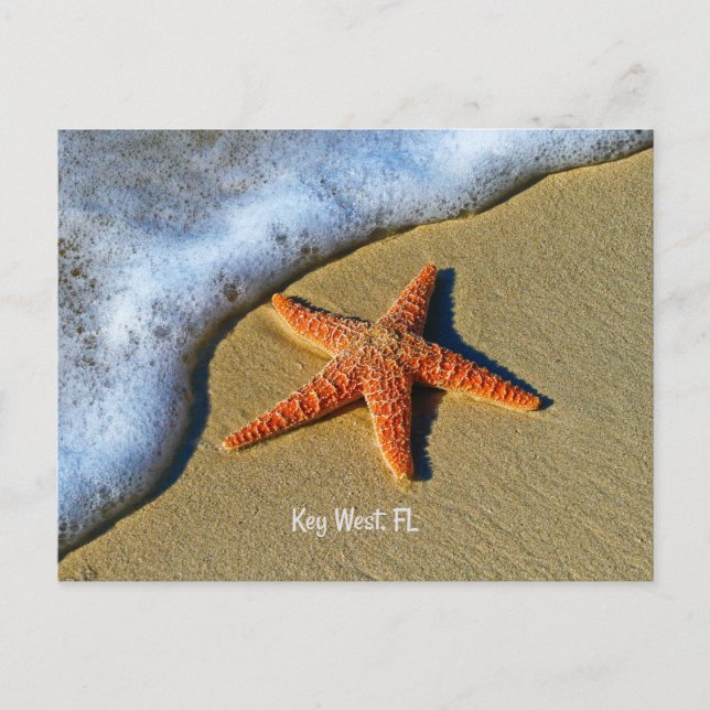 Starfish, at the beach in Key West, Florida, Postcard (Front)