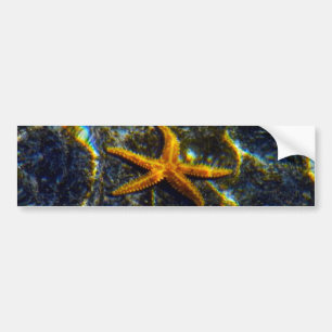 Starfish Bumper Sticker