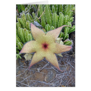 Starfish Cactus