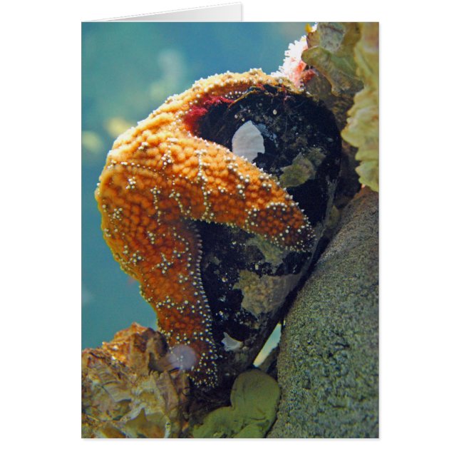 Starfish - Card (Front)