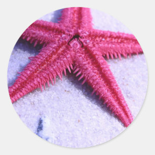 Starfish Classic Round Sticker