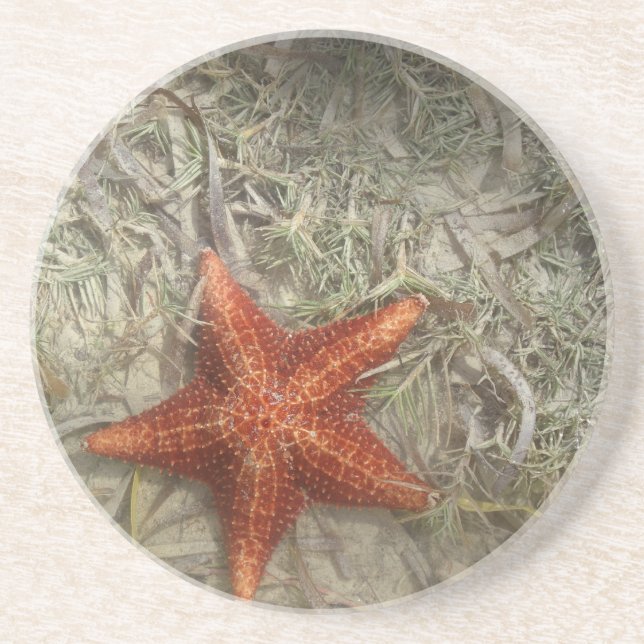 Starfish Coaster (Front)