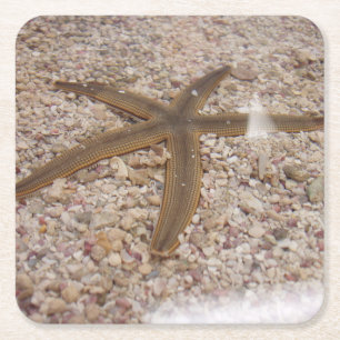 Starfish Coaster Set