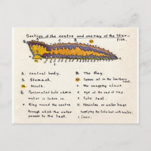 Starfish Cross-Section Postcard