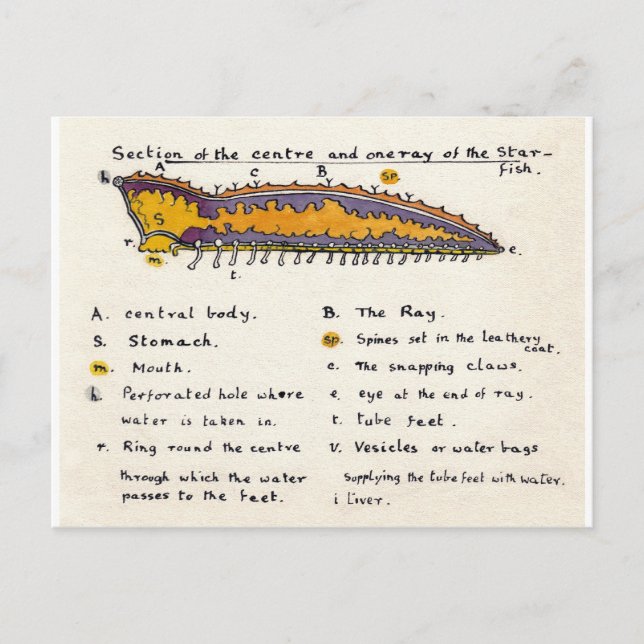 Starfish Cross-Section Postcard (Front)