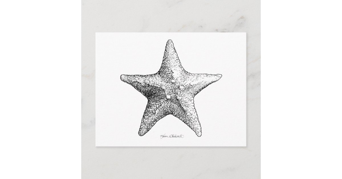 Starfish Drawing Black & White Sea Star Art Postcard | Zazzle