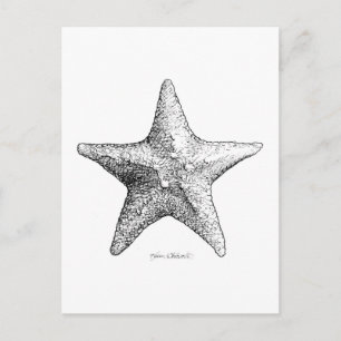 Starfish Drawing Black & White Sea Star Art Postcard