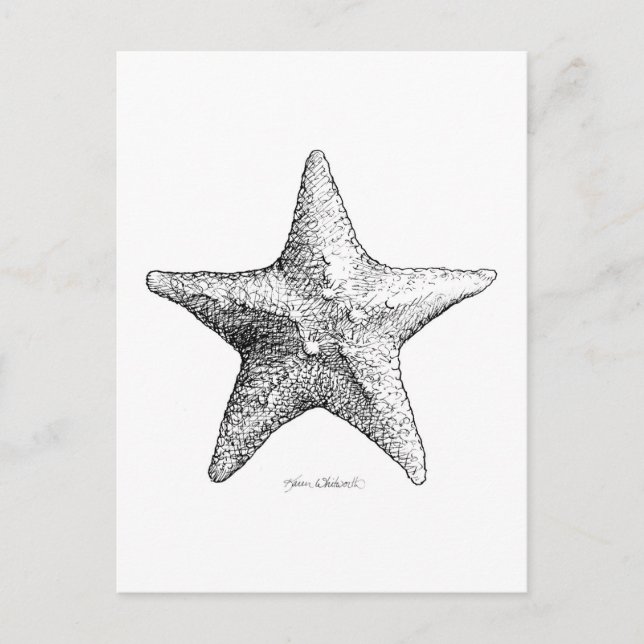 Starfish Drawing Black & White Sea Star Art Postcard (Front)