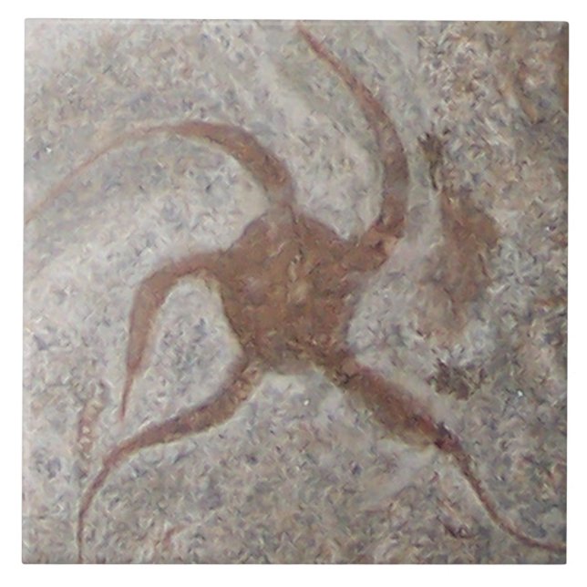 Starfish Fossil Tile Trivet (Front)