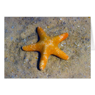 Starfish in the Sand