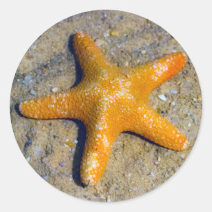 Starfish in the Sand Classic Round Sticker