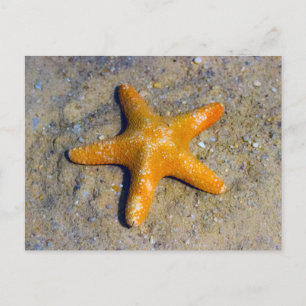 Starfish in the Sand Postcard