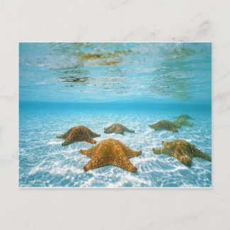 starfish island.jpg postcard