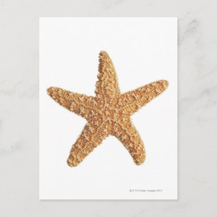 Starfish isolated on white postcard