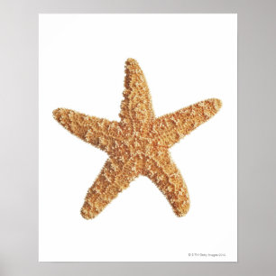 Starfish isolated on white poster