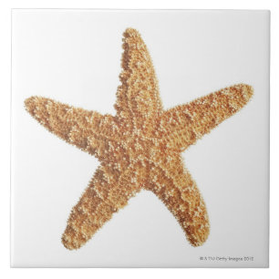 Starfish isolated on white tile