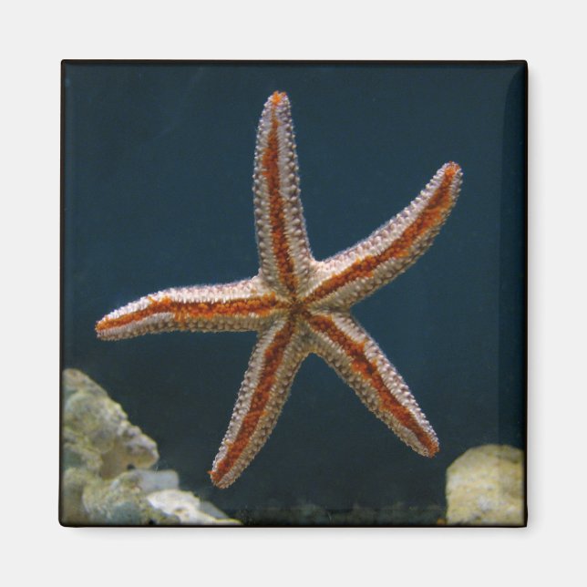 Starfish Love Magnet (Front)