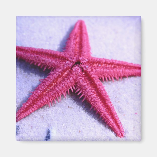 Starfish Magnet (Front)