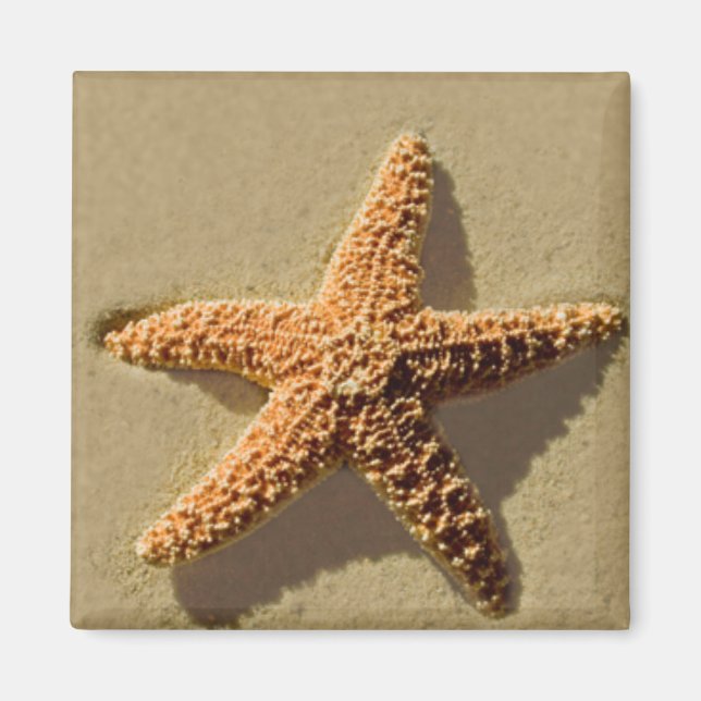 Starfish Magnet (Front)