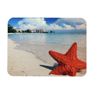 Starfish, Nassau, Bahamas Magnet