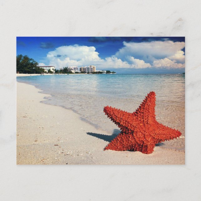 Starfish, Nassau, Bahamas Postcard (Front)