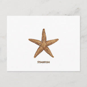 Starfish - Northern Sea Star Postcard