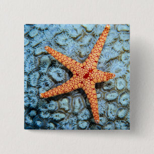 Starfish On A Coral With Polips 15 Cm Square Badge