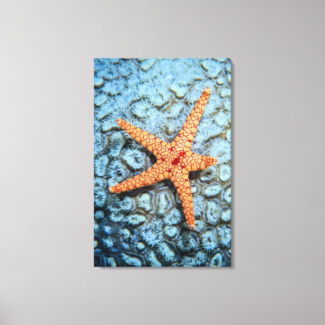 Starfish On A Coral With Polips Canvas Print (Front)