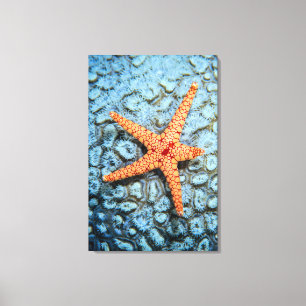 Starfish On A Coral With Polips Canvas Print