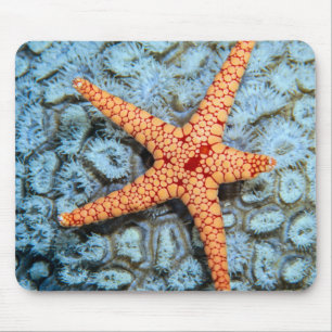 Starfish On A Coral With Polips Mouse Mat