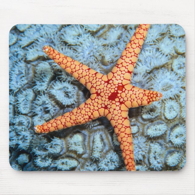 Starfish On A Coral With Polips Mouse Mat (Front)