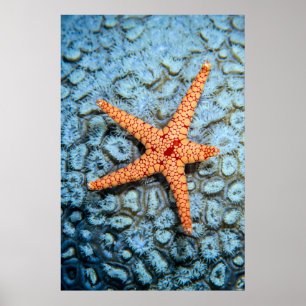 Starfish On A Coral With Polips Poster