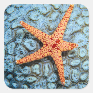 Starfish On A Coral With Polips Square Sticker