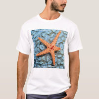 Starfish On A Coral With Polips