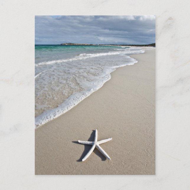Starfish On A Remote Beach Postcard (Front)
