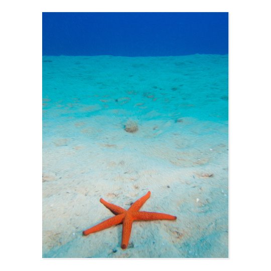 Starfish on a sand dune underwater postcard