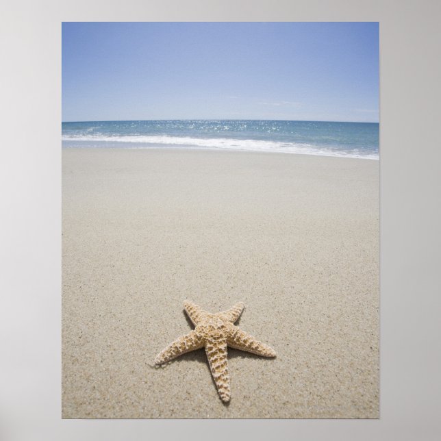 Starfish on beach by Atlantic Ocean Poster (Front)