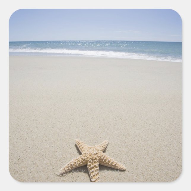 Starfish on beach by Atlantic Ocean Square Sticker (Front)