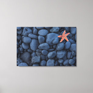 Starfish On Black Rocks Along The Coast   Iceland Canvas Print