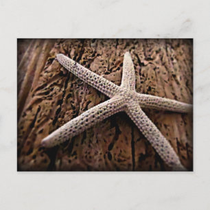 Starfish on Driftwood Postcard