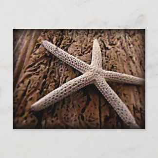 Starfish on Driftwood Postcard