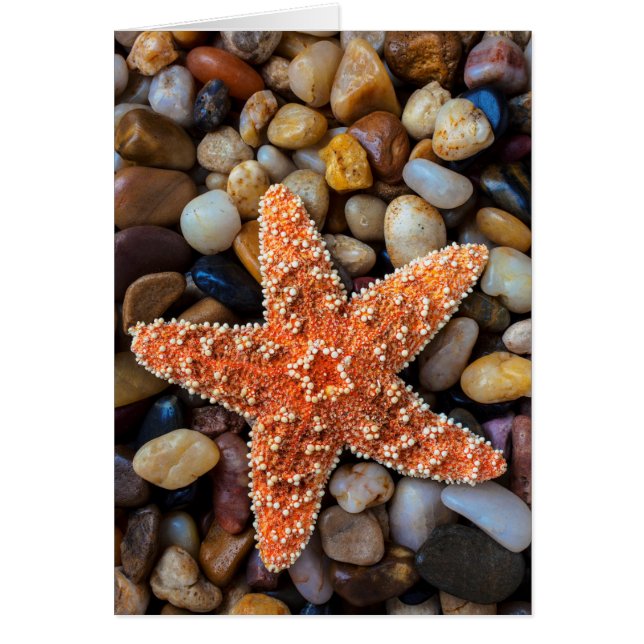 Starfish On Rocks (Front)