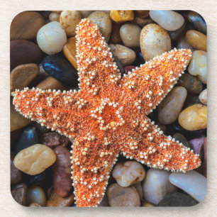 Starfish On Rocks Coaster