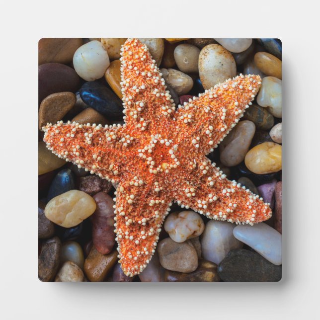 Starfish On Rocks Plaque (Front)